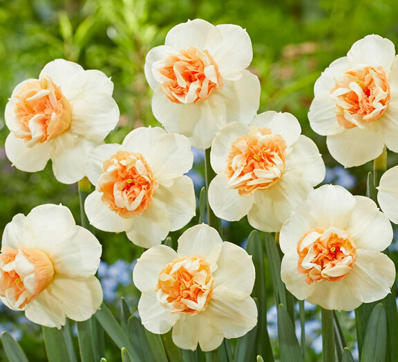 Daffodil Bon Bon
