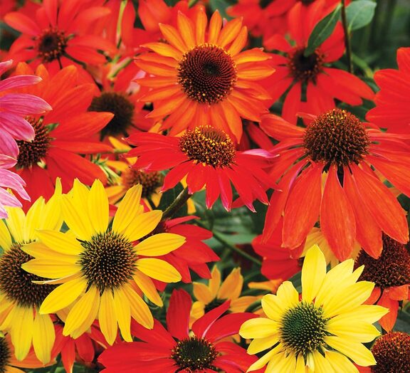 Echinacea Cheyenne Spirit Mix