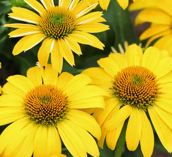 Echinacea Sombrero Lemon Yellow