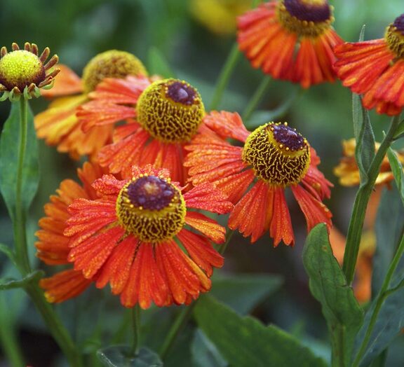 Helenium Dancing Flames