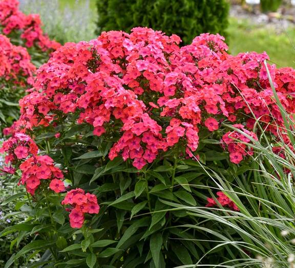 Phlox Sunset Coral