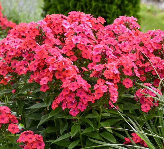 Phlox Sunset Coral