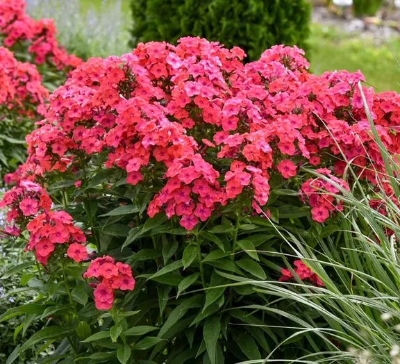 Phlox Sunset Coral