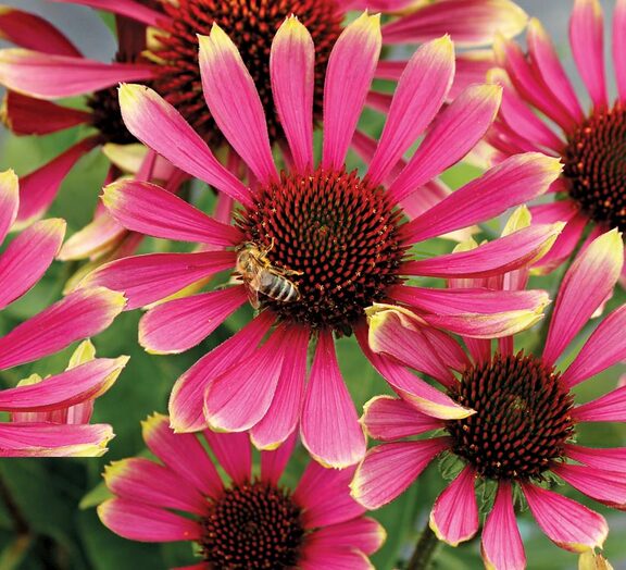 Echinacea Prima Spider