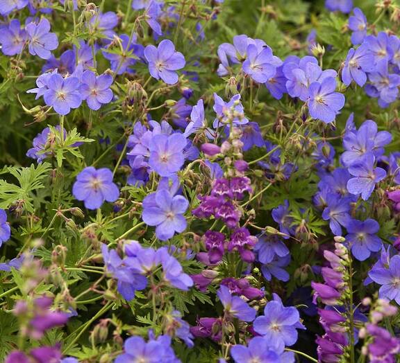 Geranium Johnson's Blue