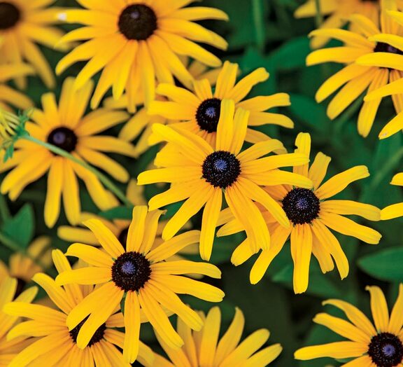Rudbeckia Treasure Trove