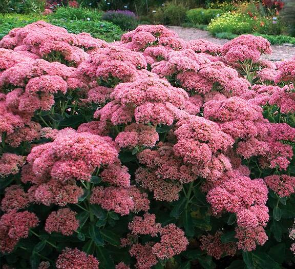 Sedum T Rex