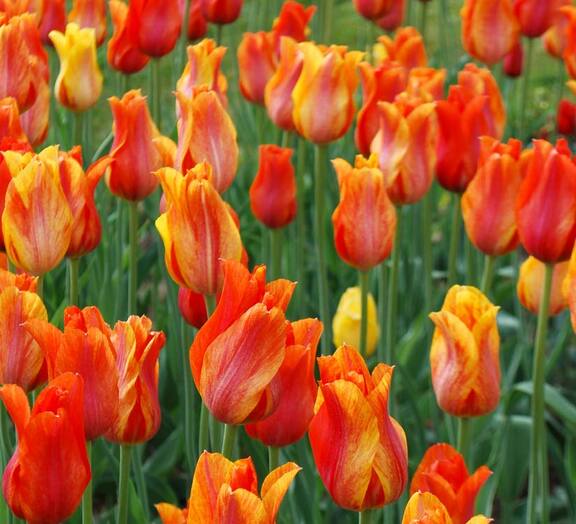 Tulip El Nino