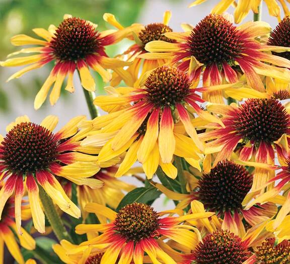 Echinacea Sunseekers Tequila Sunrise