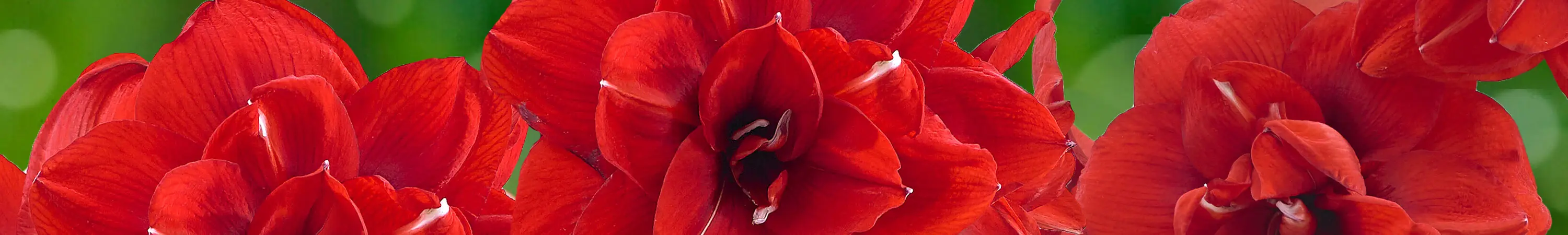 Beautiful Blooms