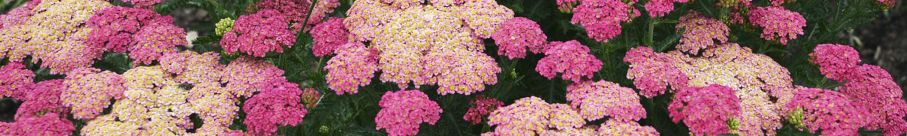 Achillea / Yarrow