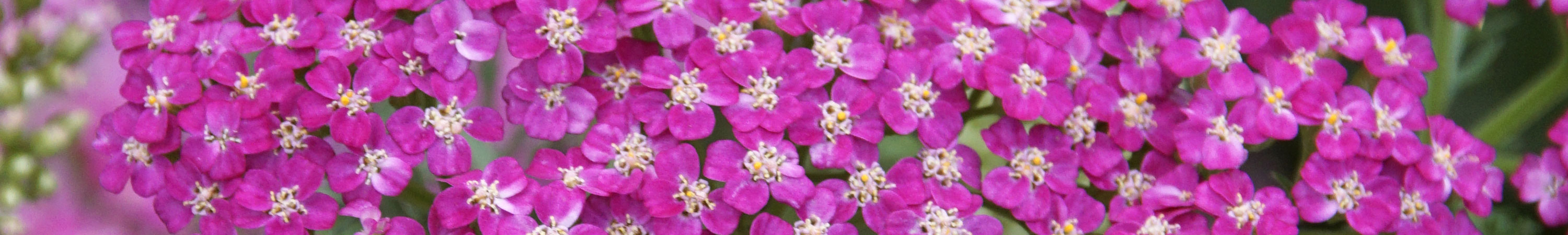 Achillea / Yarrow