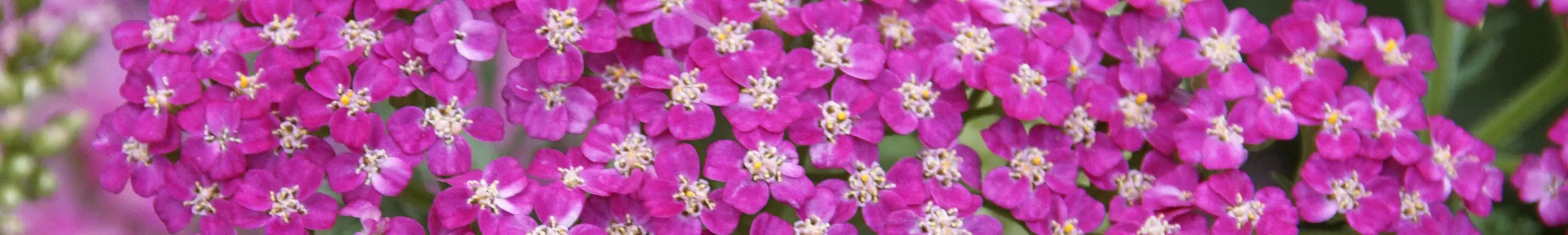 Achillea / Yarrow