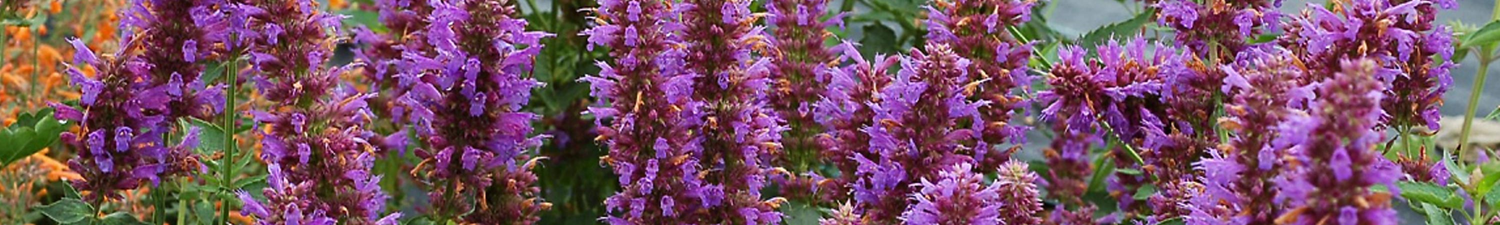 Agastache / Hyssop