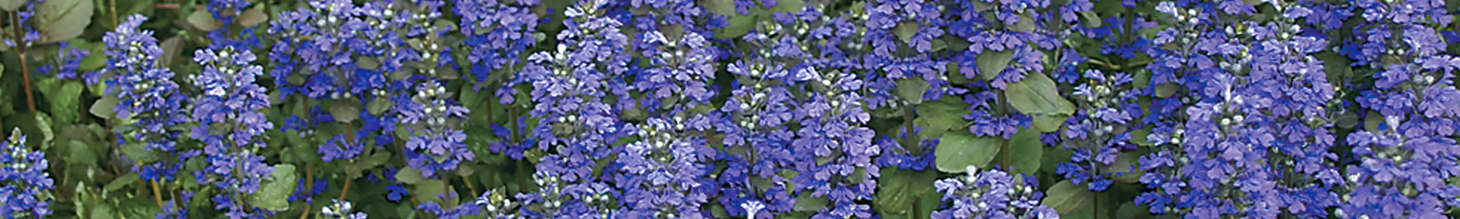 Ajuga / Carpet Bugle