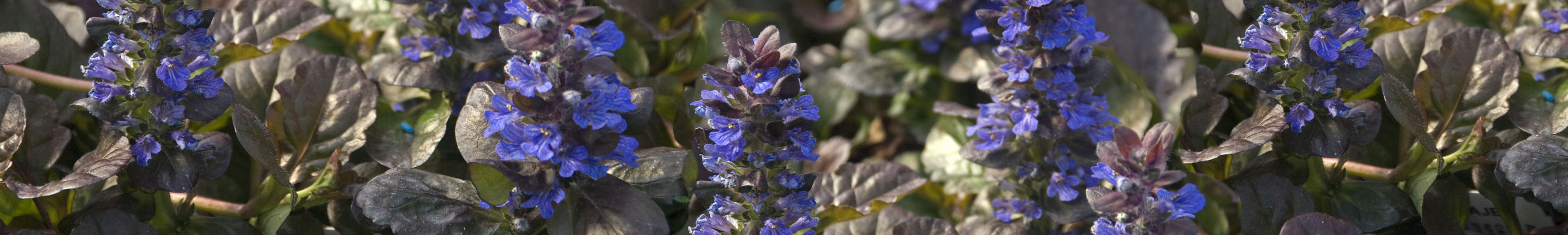 Ajuga / Carpet Bugle