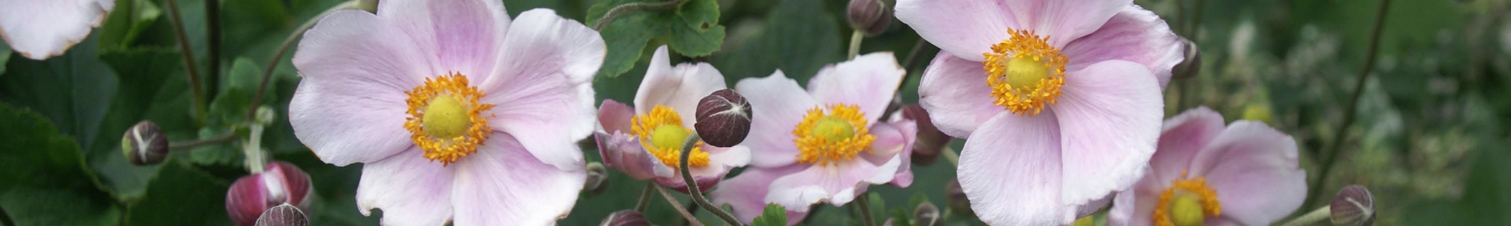 Anemone / Windflower