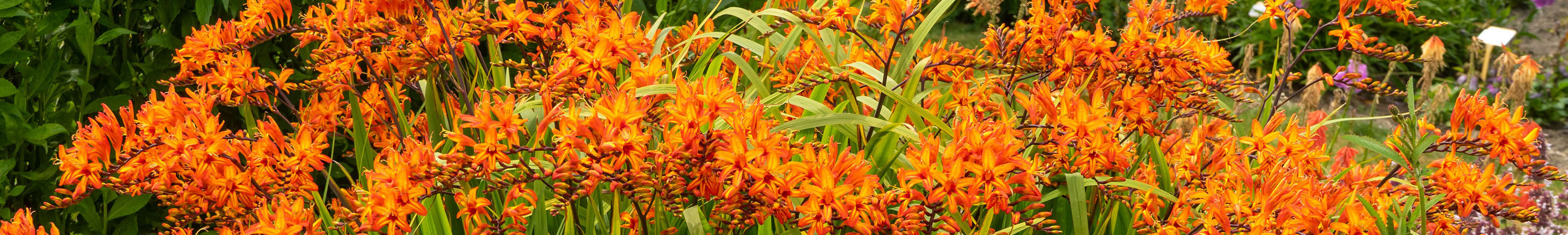 Spring Planted Annual Bulbs