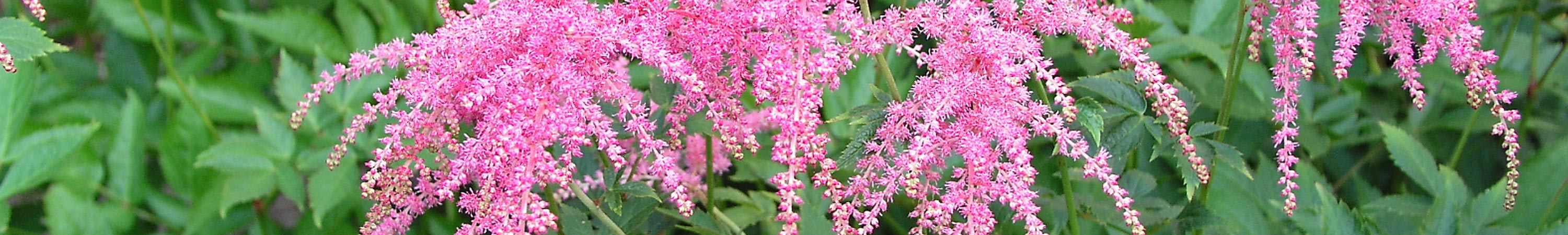 Astilbe / Perennial Spirea