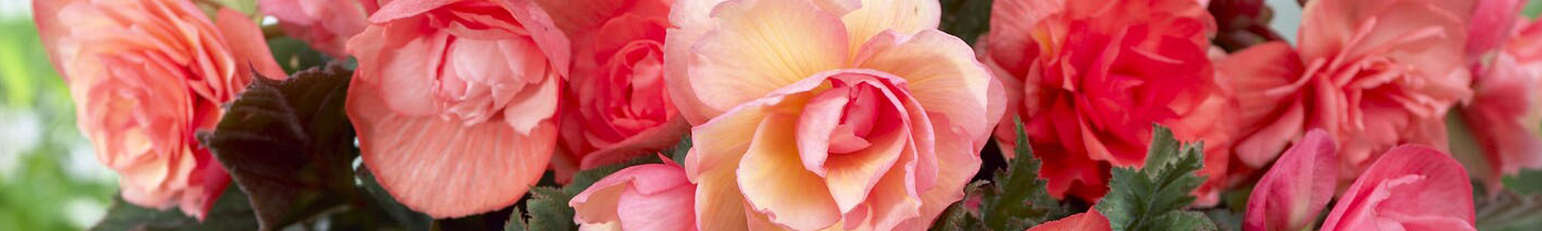 Begonia