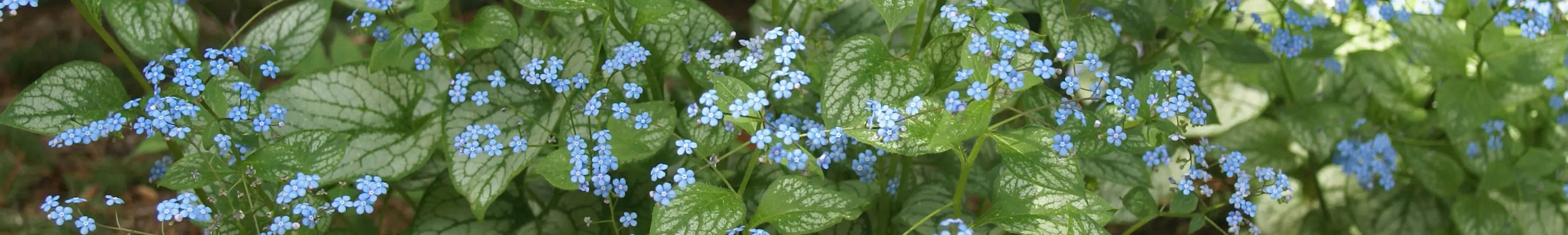 Brunnera / False Forget-me-not