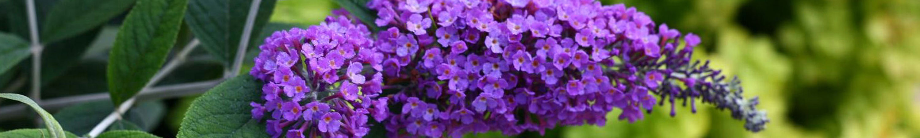 Buddleia / Butterfly Bush