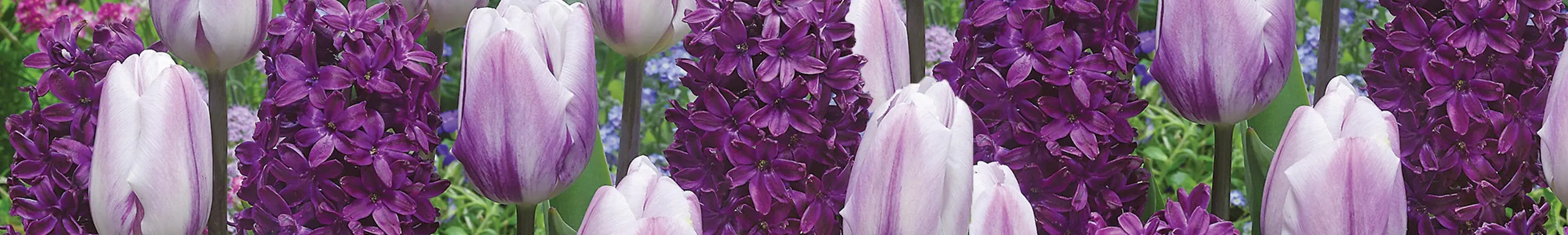 Beautiful Blends
