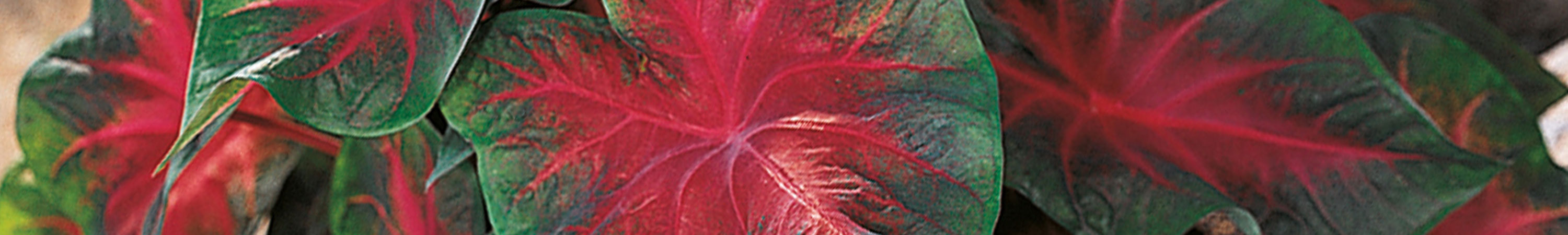 Caladium / Angel Wings