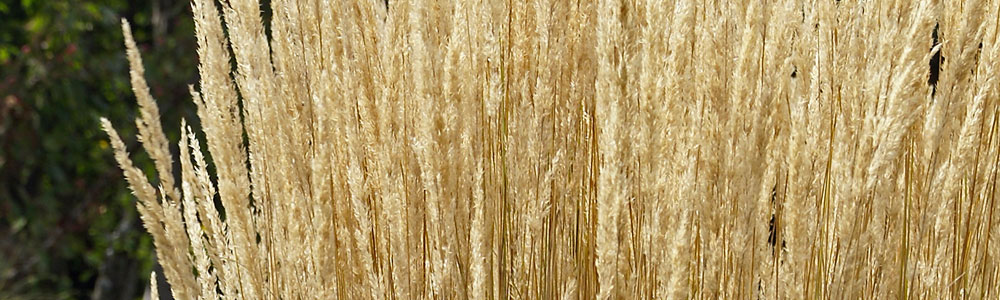 Calamagrostis / Feather Reed Grass