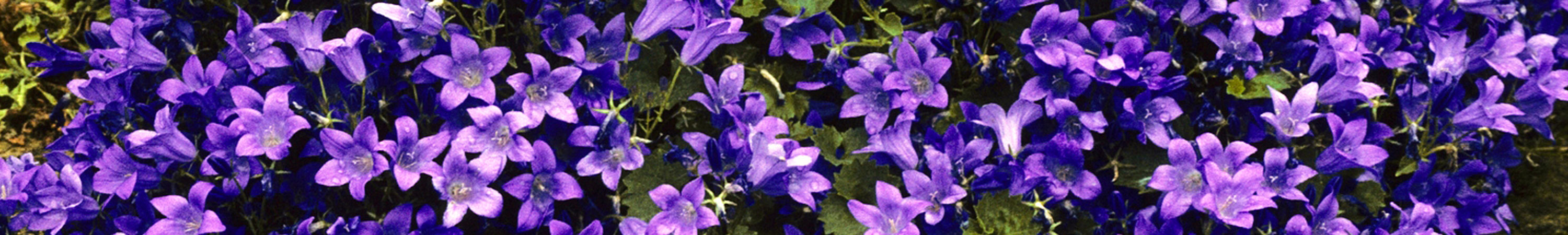 Campanula / Bellflower