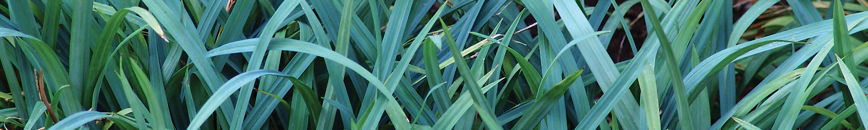 Carex / Sedge
