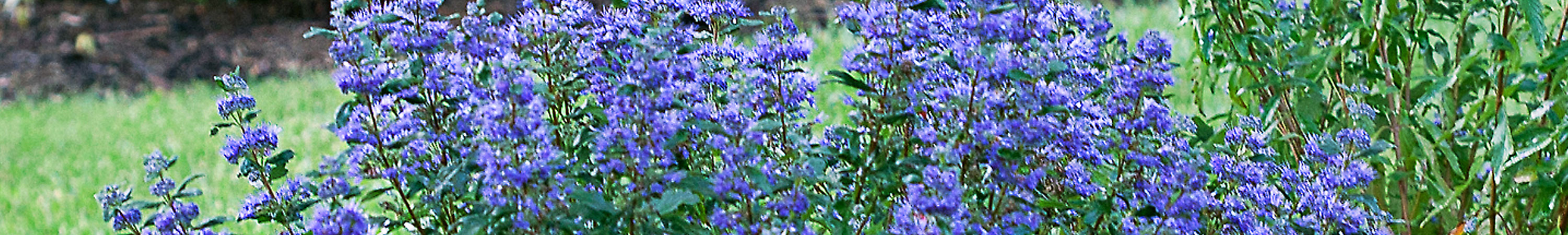 Caryopteris / Bluebeard