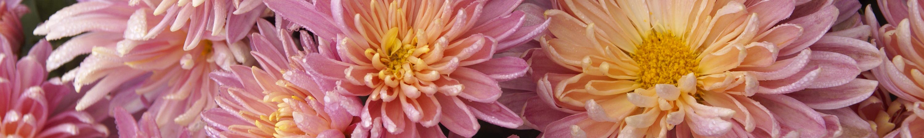 Chrysanthemum / Mum