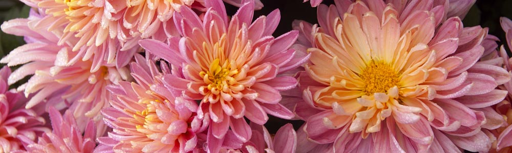 Chrysanthemum / Mum