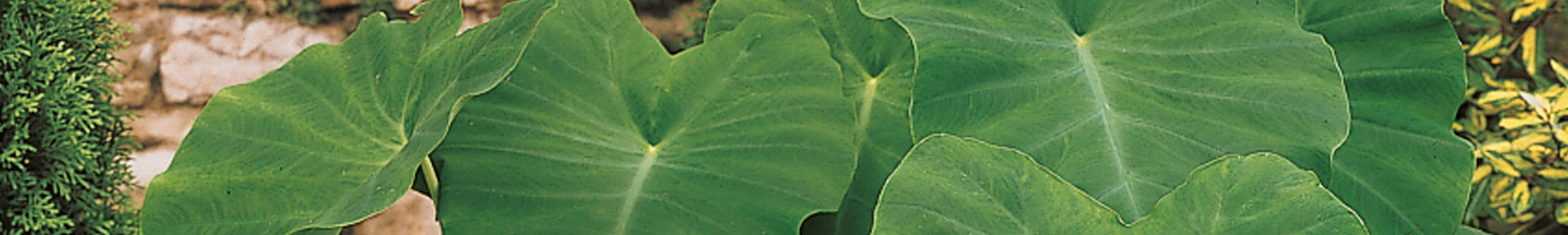 Colocasia / Big Elephant Ears