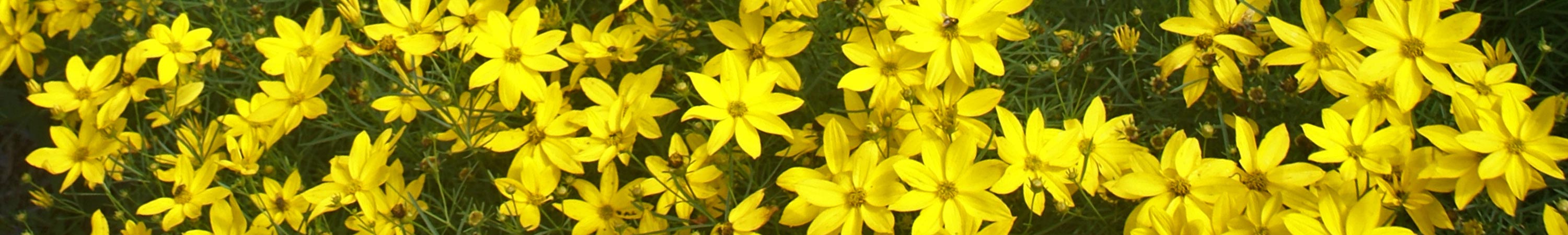 Coreopsis / Tickseed