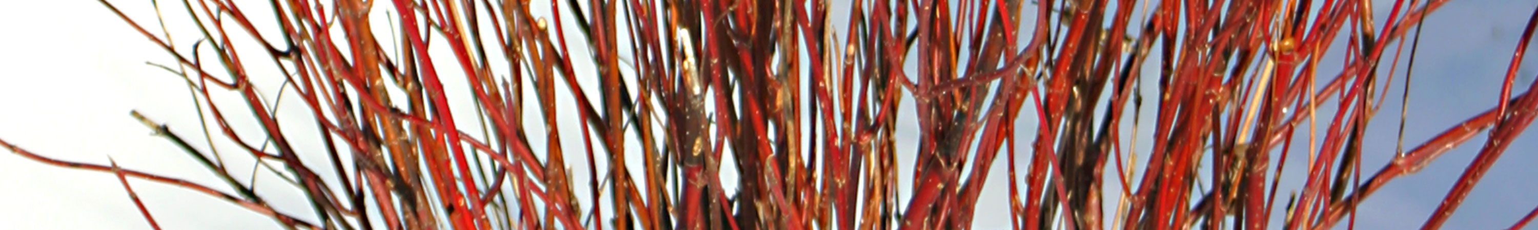 Cornus / Red Twig Dogwood