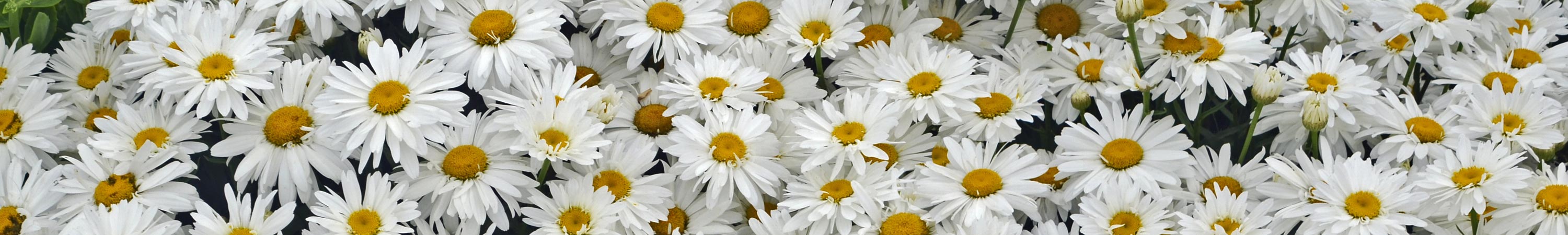 Daisies