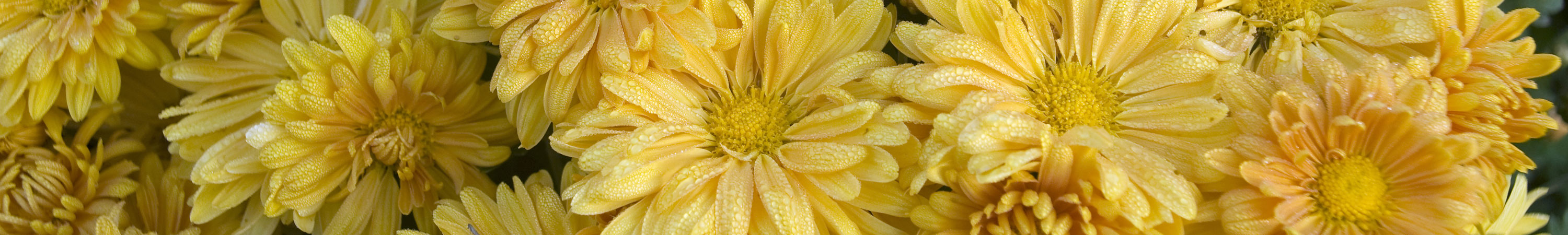 Single Flowered Daisy Mum Plants