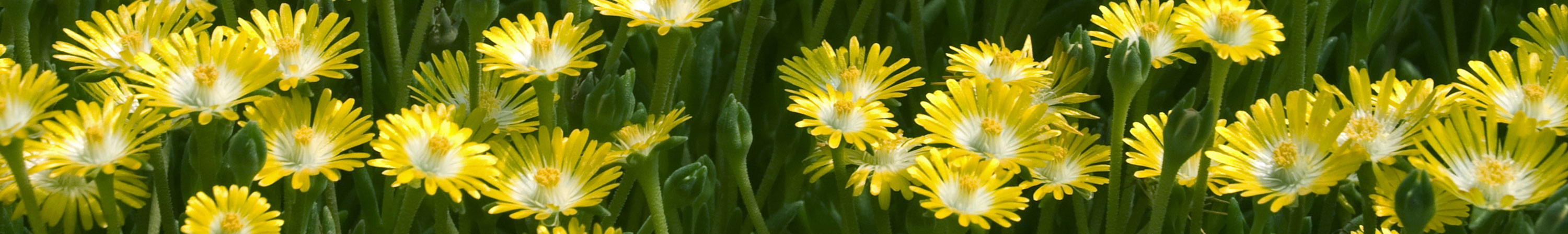 Delosperma / Ice Plant