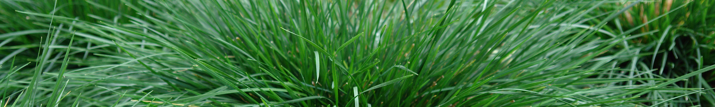 Deschampsia / Tufted Hair Grass