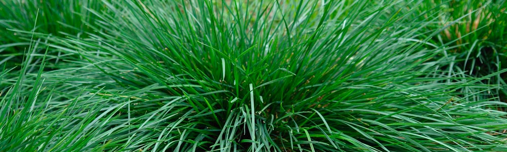 Deschampsia / Tufted Hair Grass