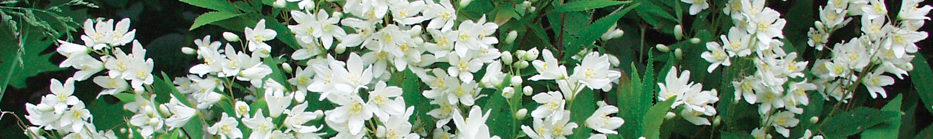 Deutzia