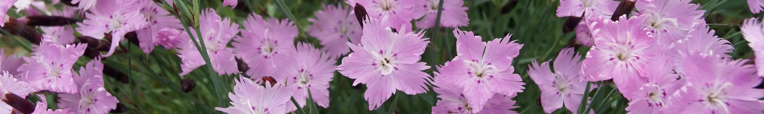 Dianthus / Pinks