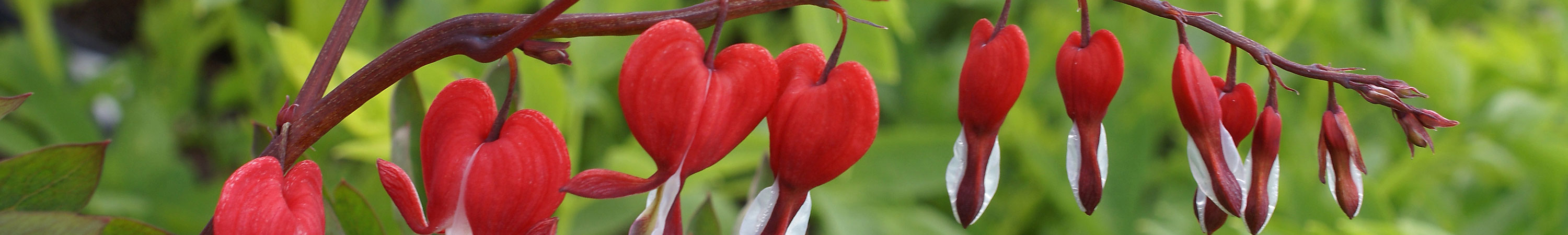 Dicentra / Bleeding Heart