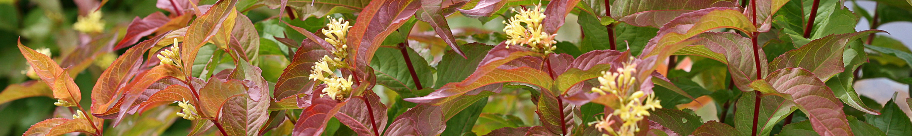 Diervilla / Bush Honeysuckle