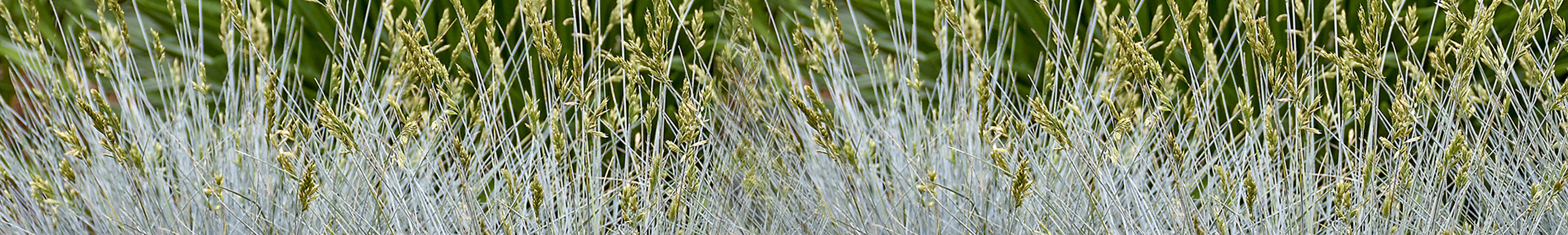 Festuca / Fescue