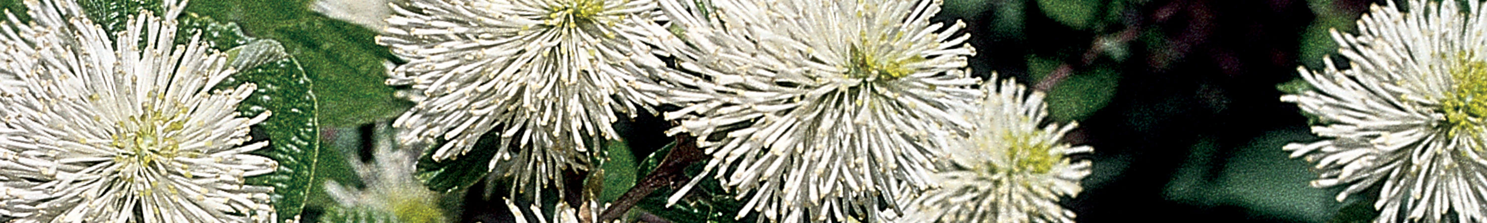 Fothergilla / Bottlebrush