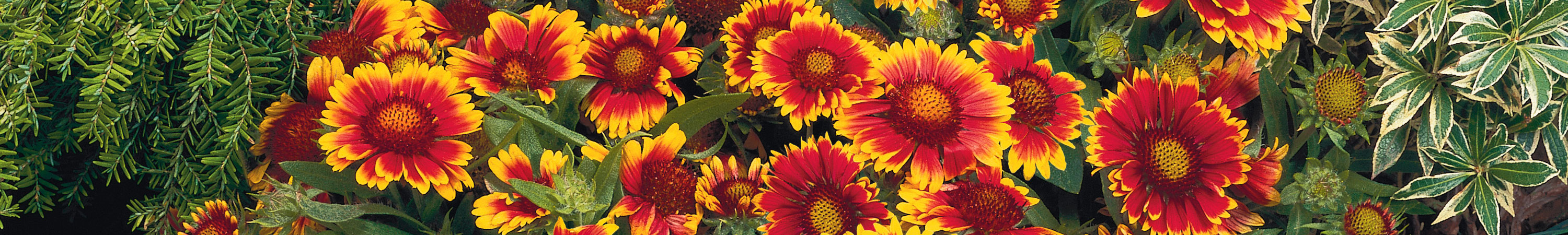 Gaillardia / Blanket Flower