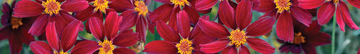 Gifts for Gardeners